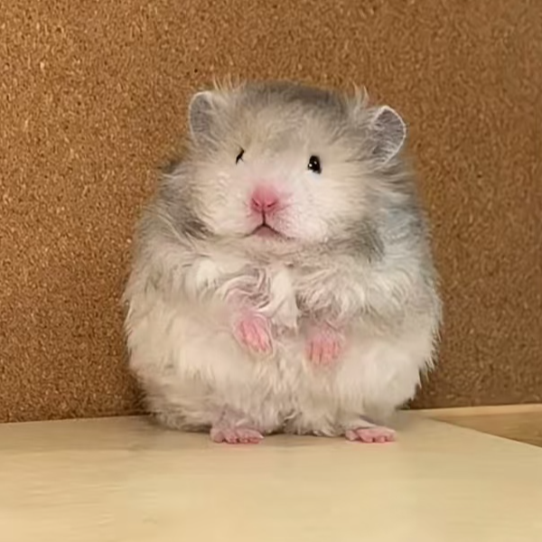 家养金丝熊（直播间挑选）