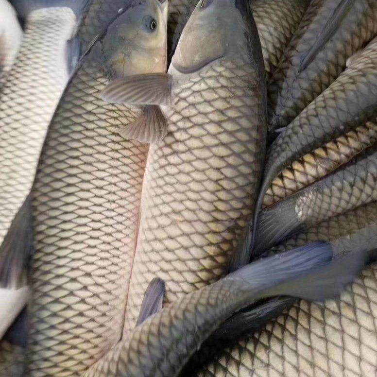 【斤】冰鲜现捞   草鱼