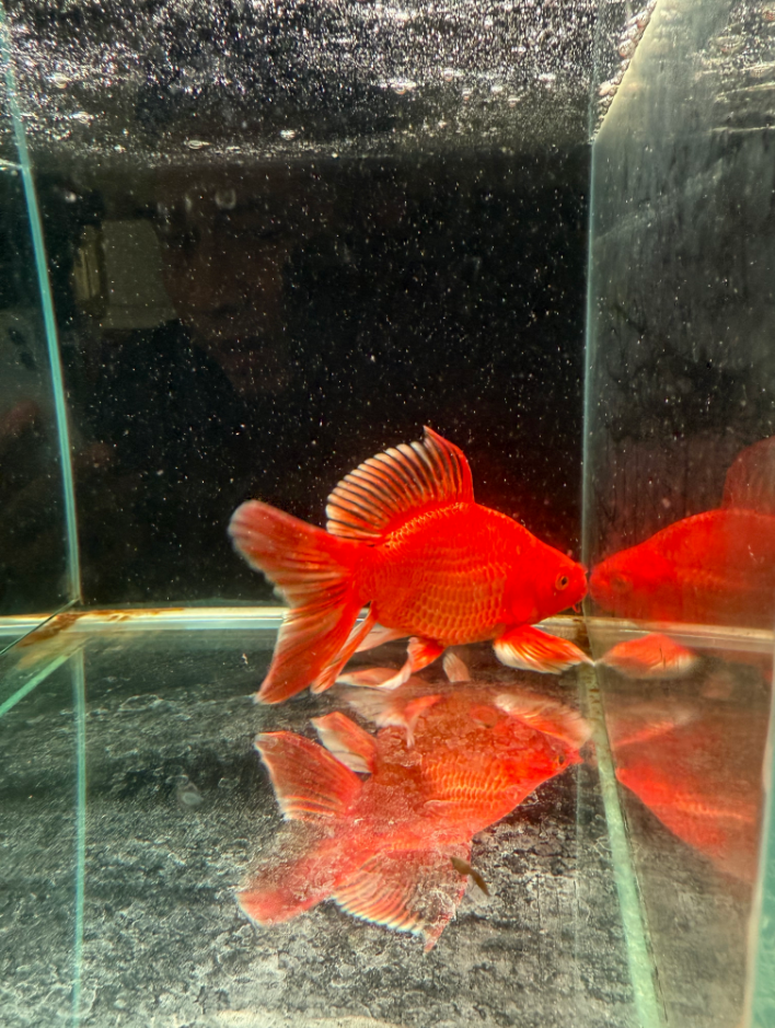 渔场专用 精品蝴蝶鲤一尾 