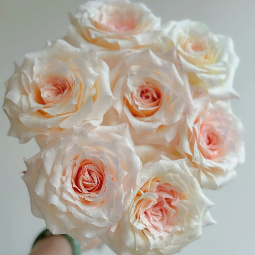 【同价位可拼单】佳人笑单头玫瑰 现货包邮 鲜花鲜切花