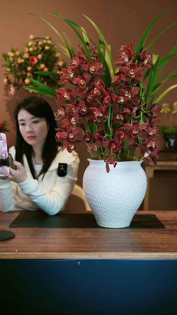 【闪购商品】盆景朱古力