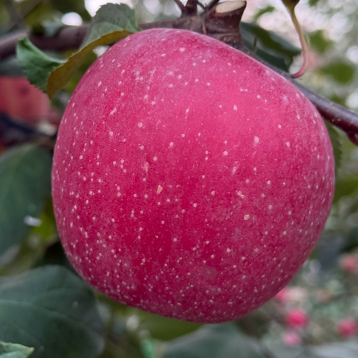 【当季鲜果】陕西红富士苹果爆甜多汁 保证新鲜 现摘现发 头茬鲜果