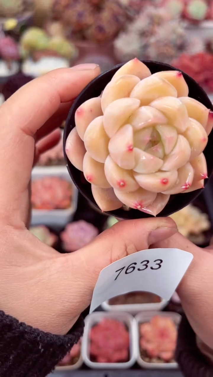 【闪购商品】7633单头多肉