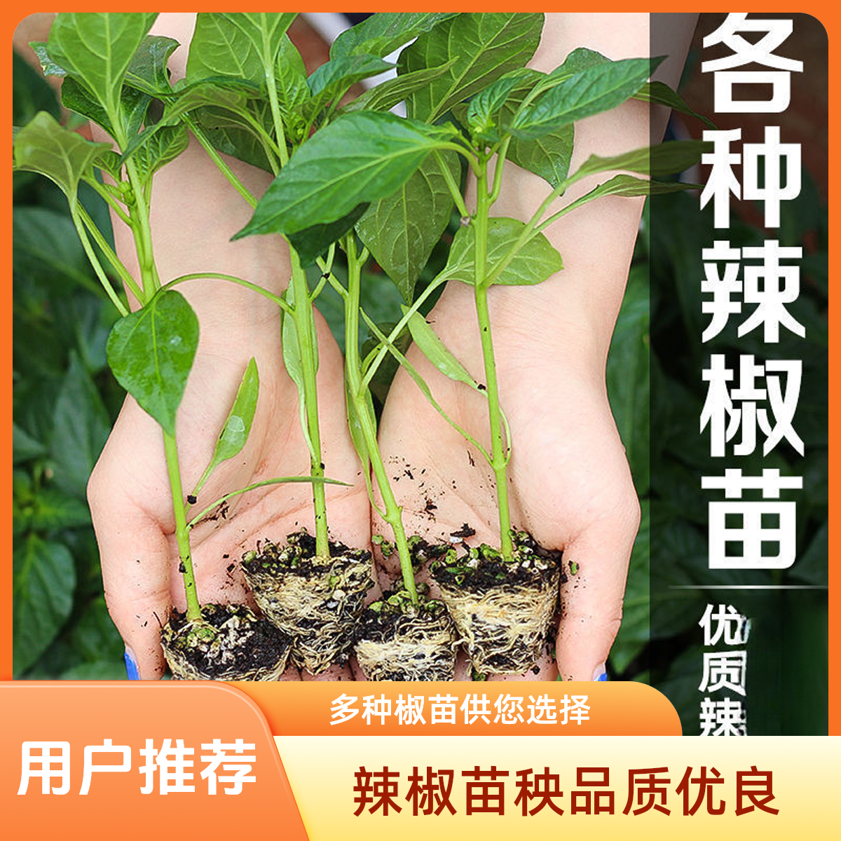 【大份辣椒苗链接】适用四季辣椒苗五彩椒朝天椒苗小米辣盆栽线椒苗