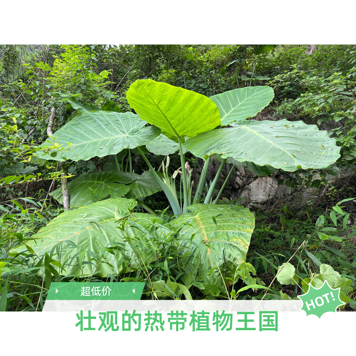 【老桩专属】象耳芋滴水观音网红庭院大野芋大叶盆栽花卉盆栽绿植