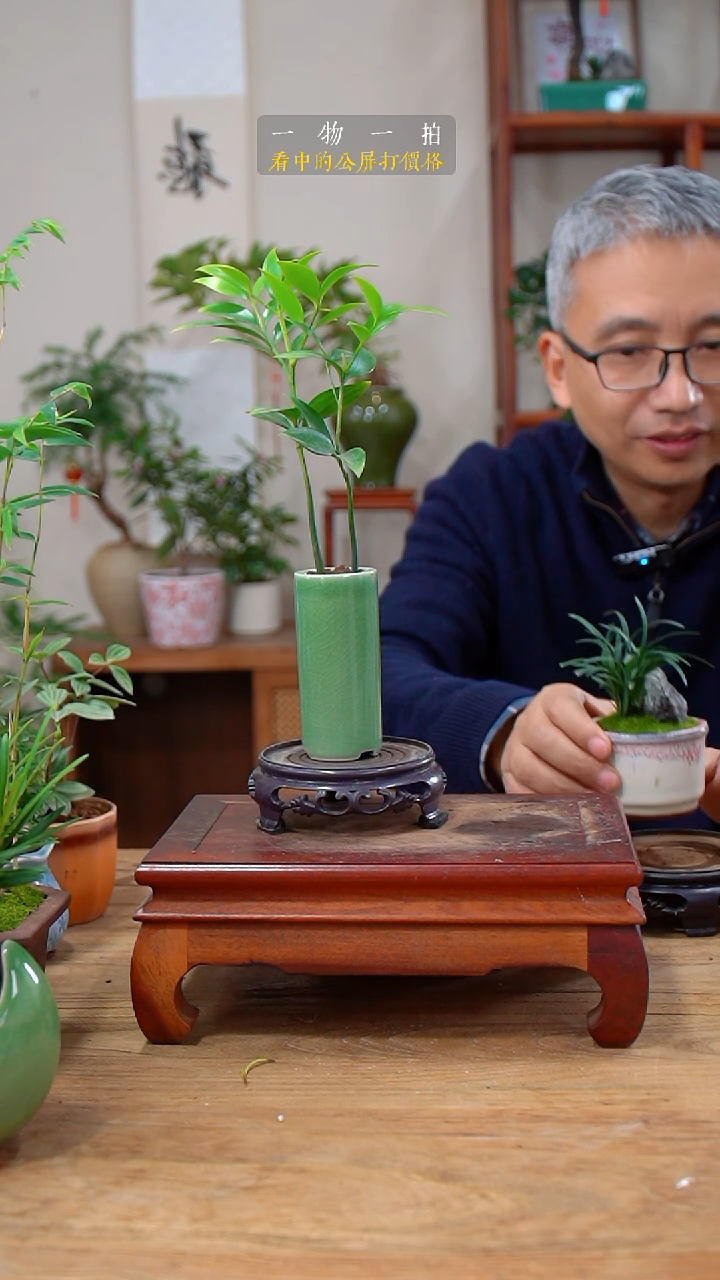 完全开放谈*竹柏+玉龙草049