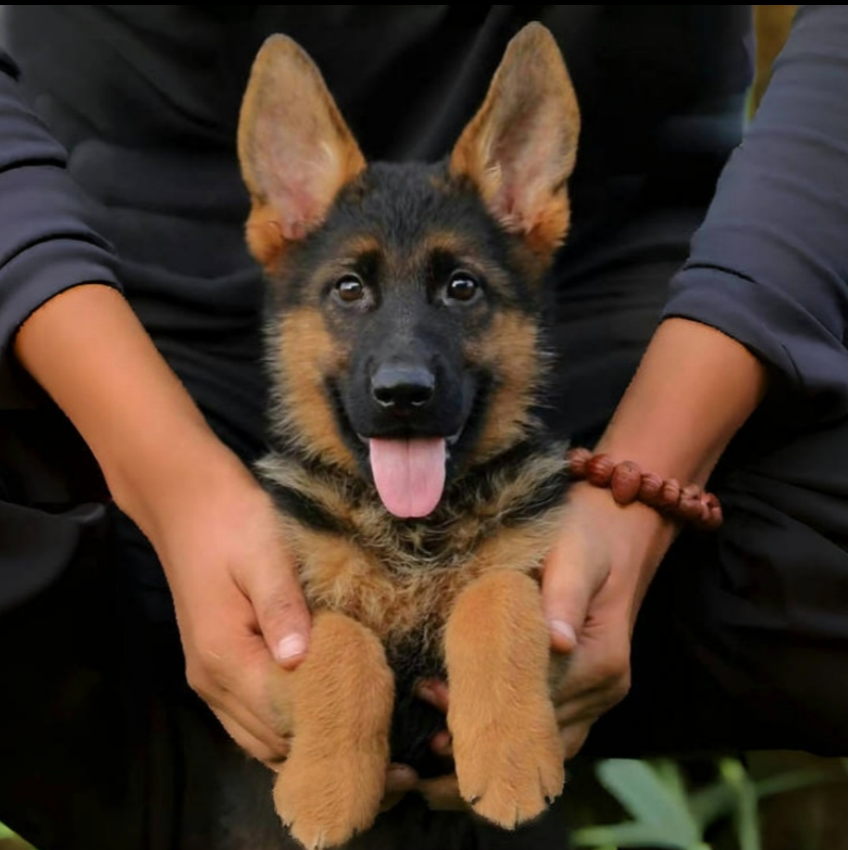 【CSV柯布德牧犬舍】正规犬舍双血统纯种赛级德国牧羊犬护卫伴侣犬