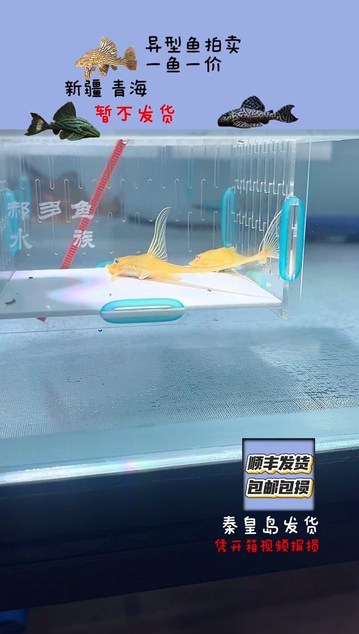 清道夫鱼黄化直升机一对不包入缸损7