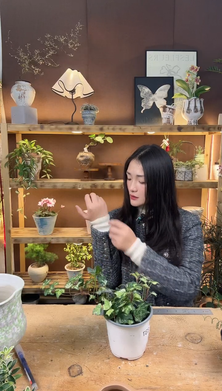 无花朵337炼金术常春藤育苗盆