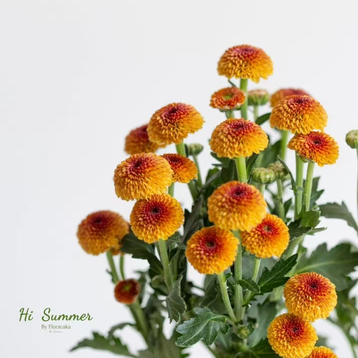  A级稀有橙棉花多头小菊鲜切花