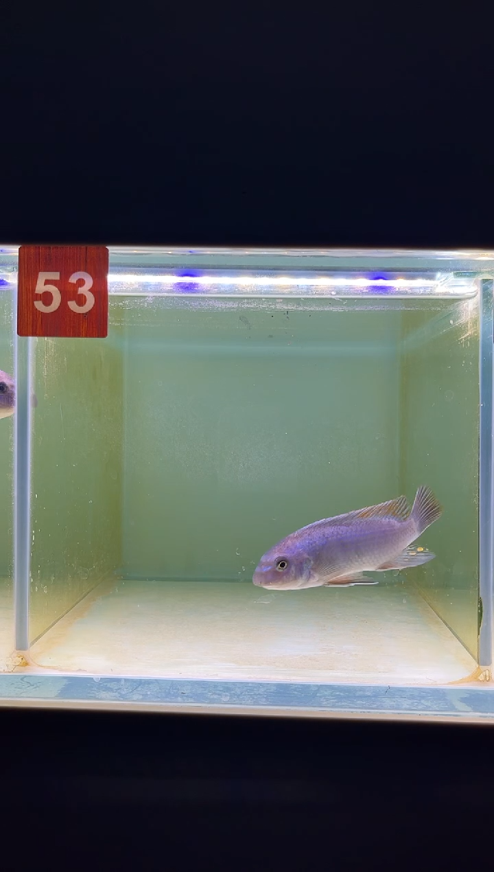 海水三湖慈鲷野生