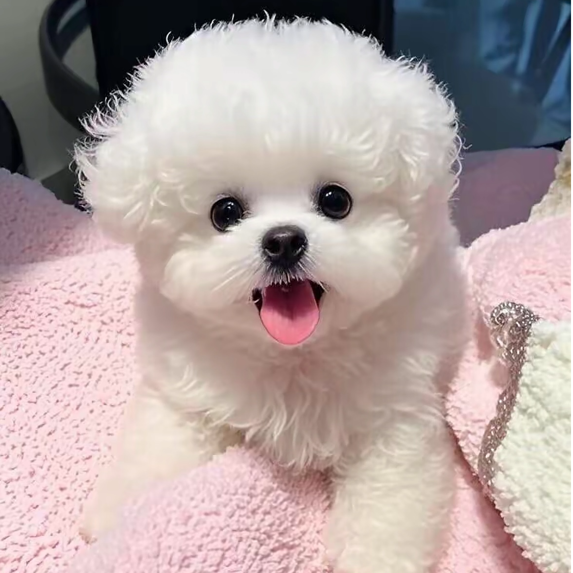 【滇芸】宠物活体狗狗幼犬通用链接