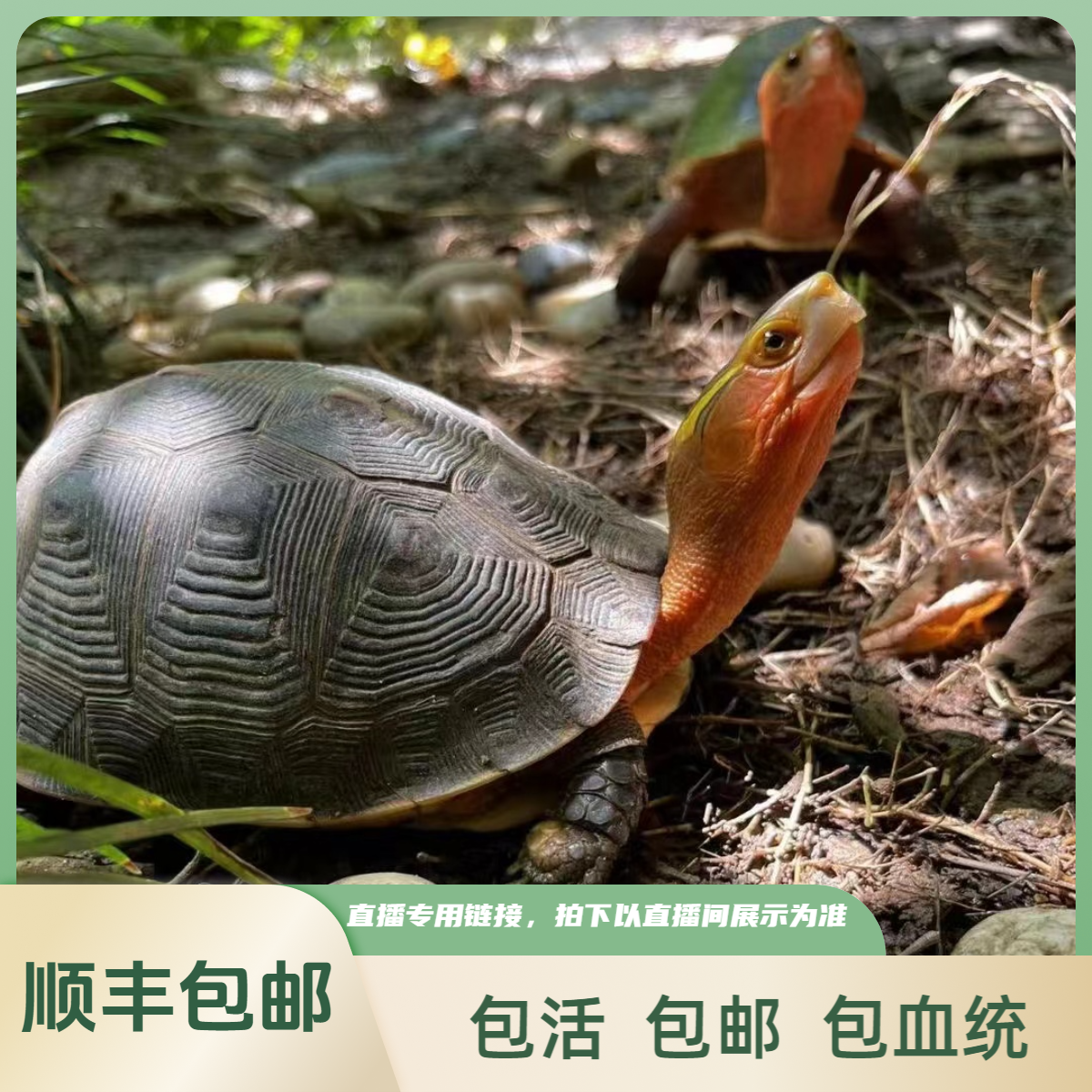 【甄选】纯正精品黄缘龟 自繁