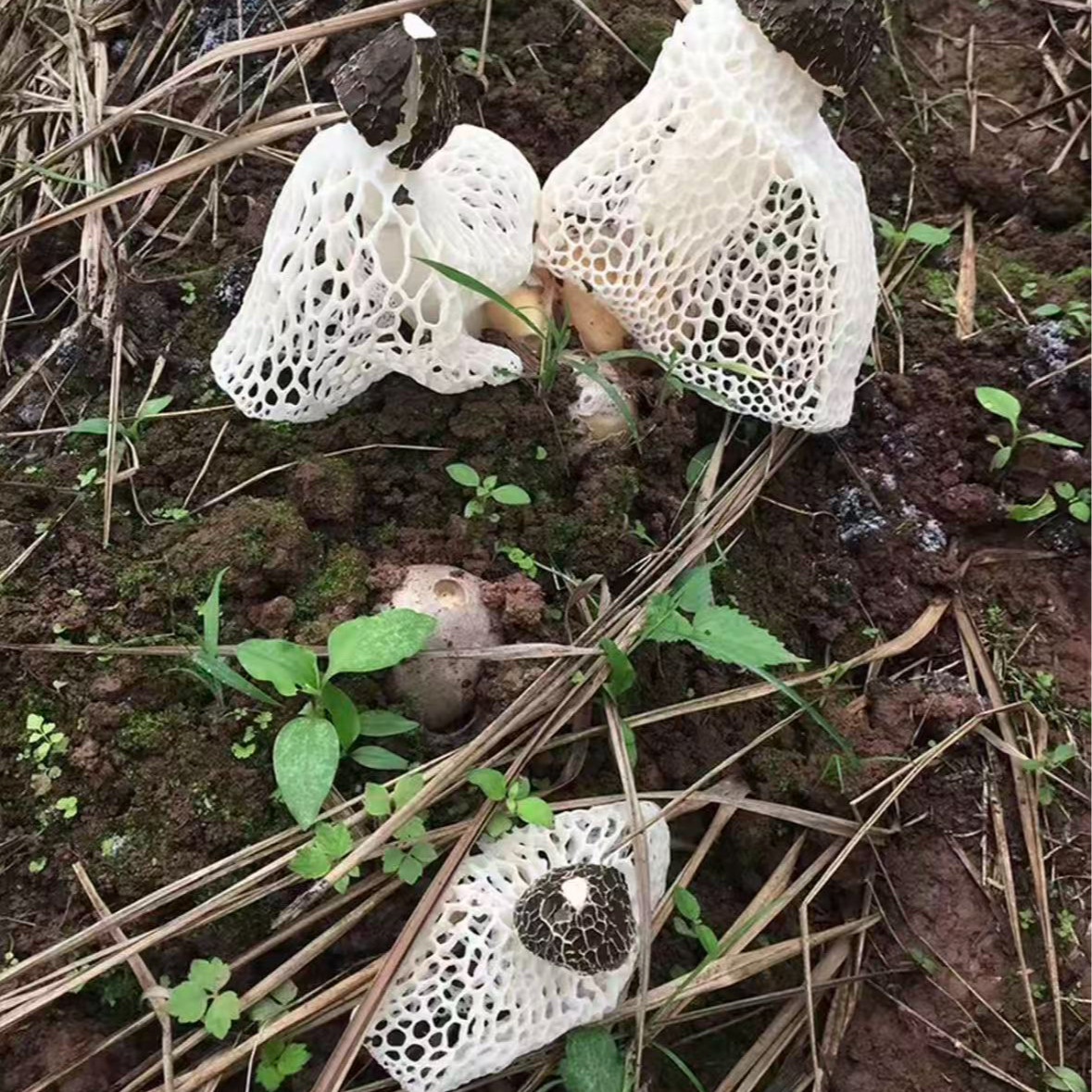 四川宜宾屏山县大山里农家长裙干竹荪