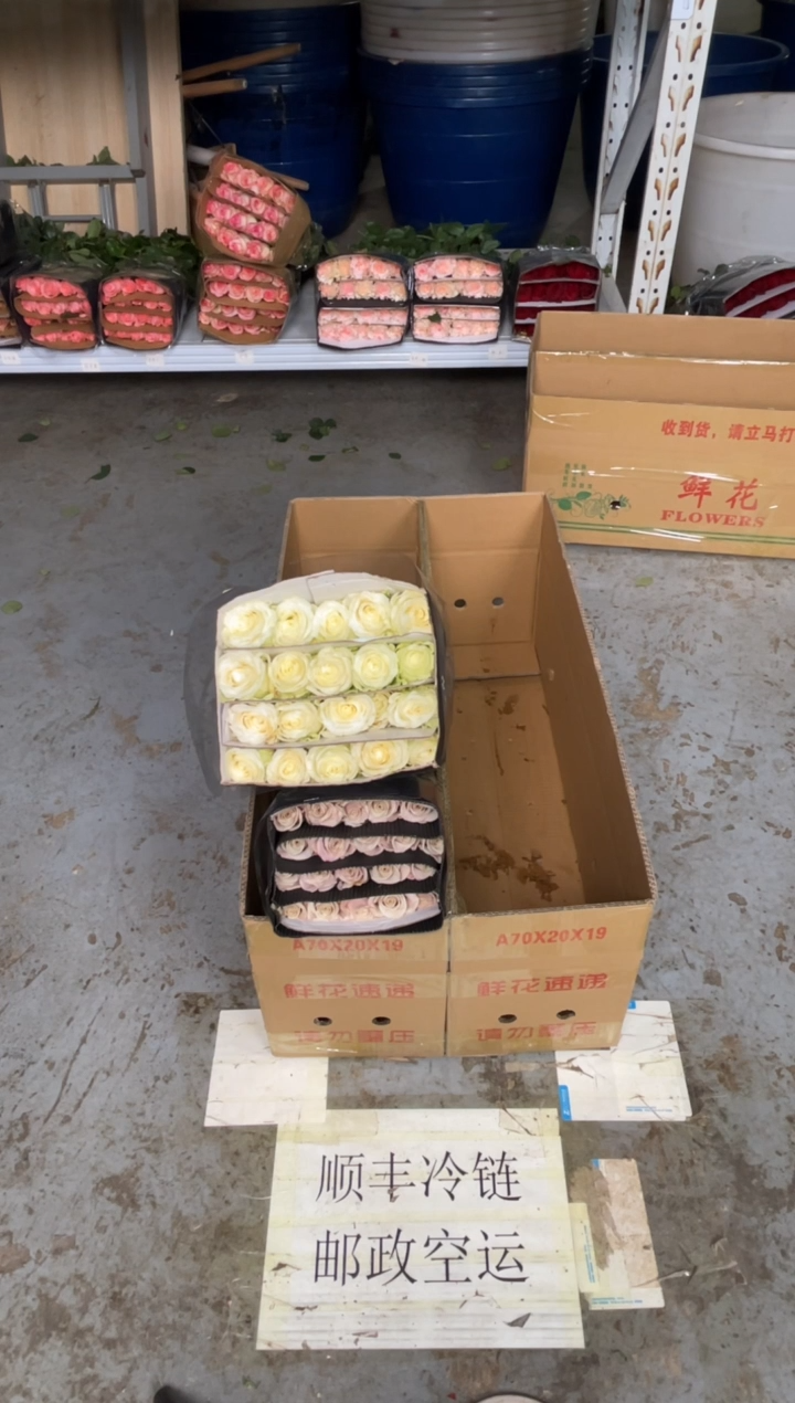 胖****?曼塔20枝+白雪山20枝