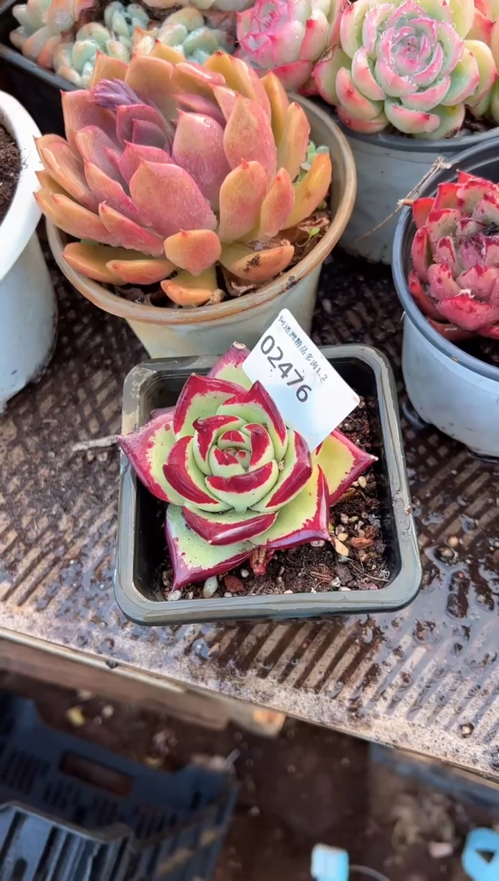 飞*多肉植物一物一拍02476