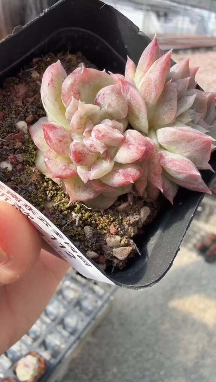 东云多肉园新款-112