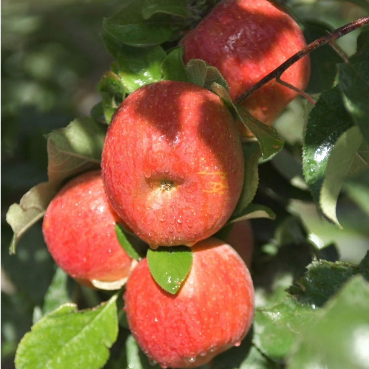 【次日达只发乌市及周边】阿克苏苹果新疆维吾尔自治区