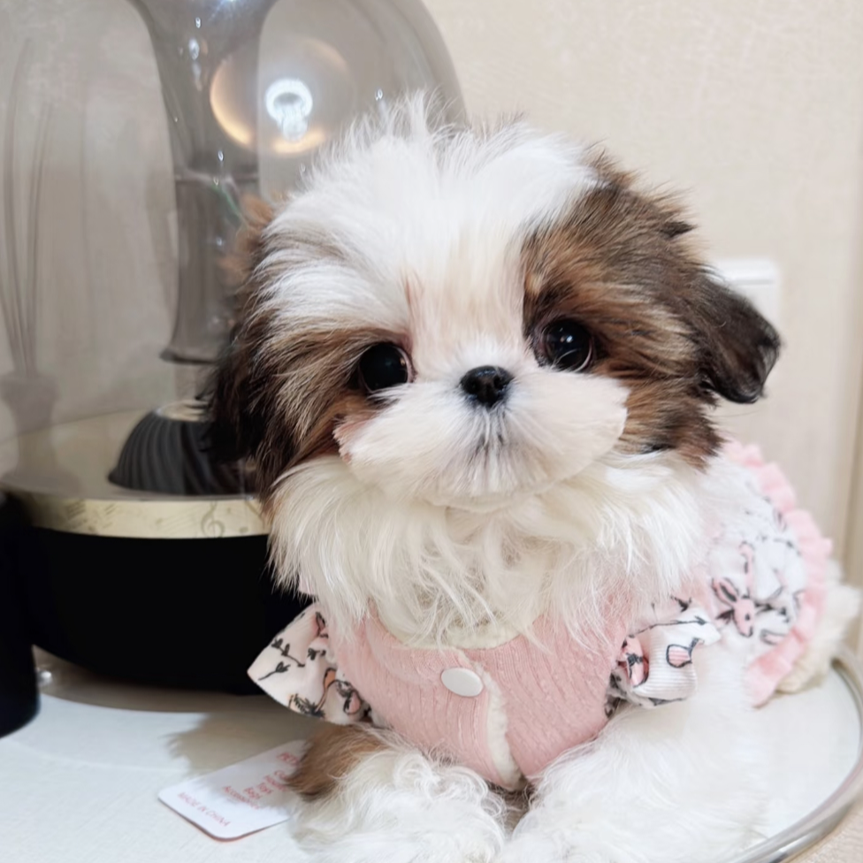 马尔济斯西施比熊等幼犬狗狗活体