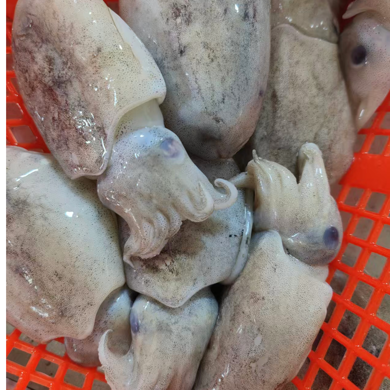 【大表哥水产】新鲜海捕正目鱼顺丰冷链运输（到手5斤）精品