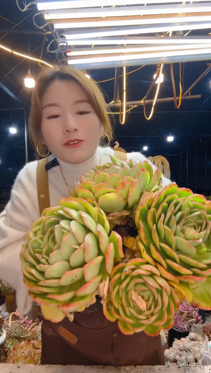 【闪购商品】晨露1号一物一拍脱土包邮