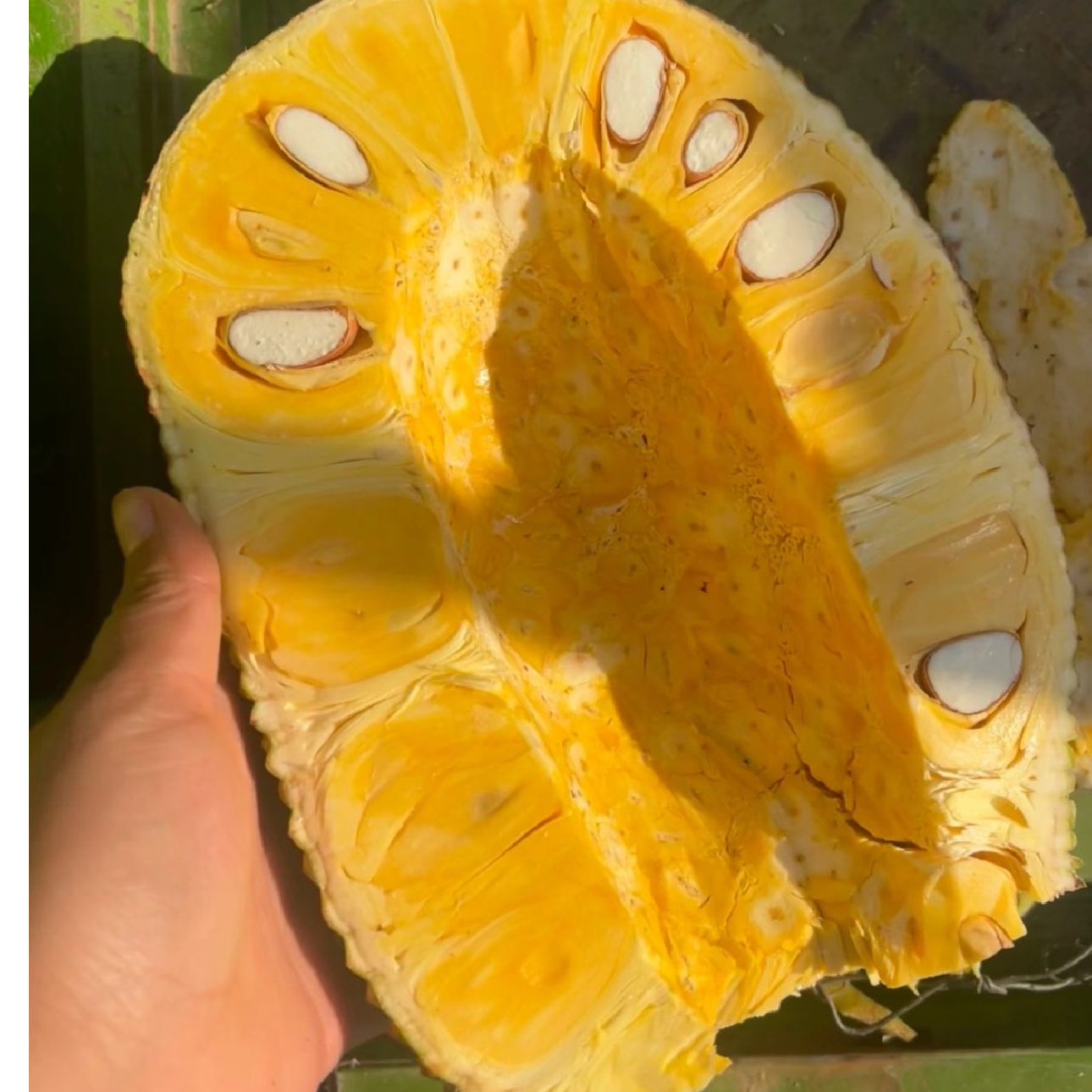 果切果切 越南菠萝蜜 四分之一装 