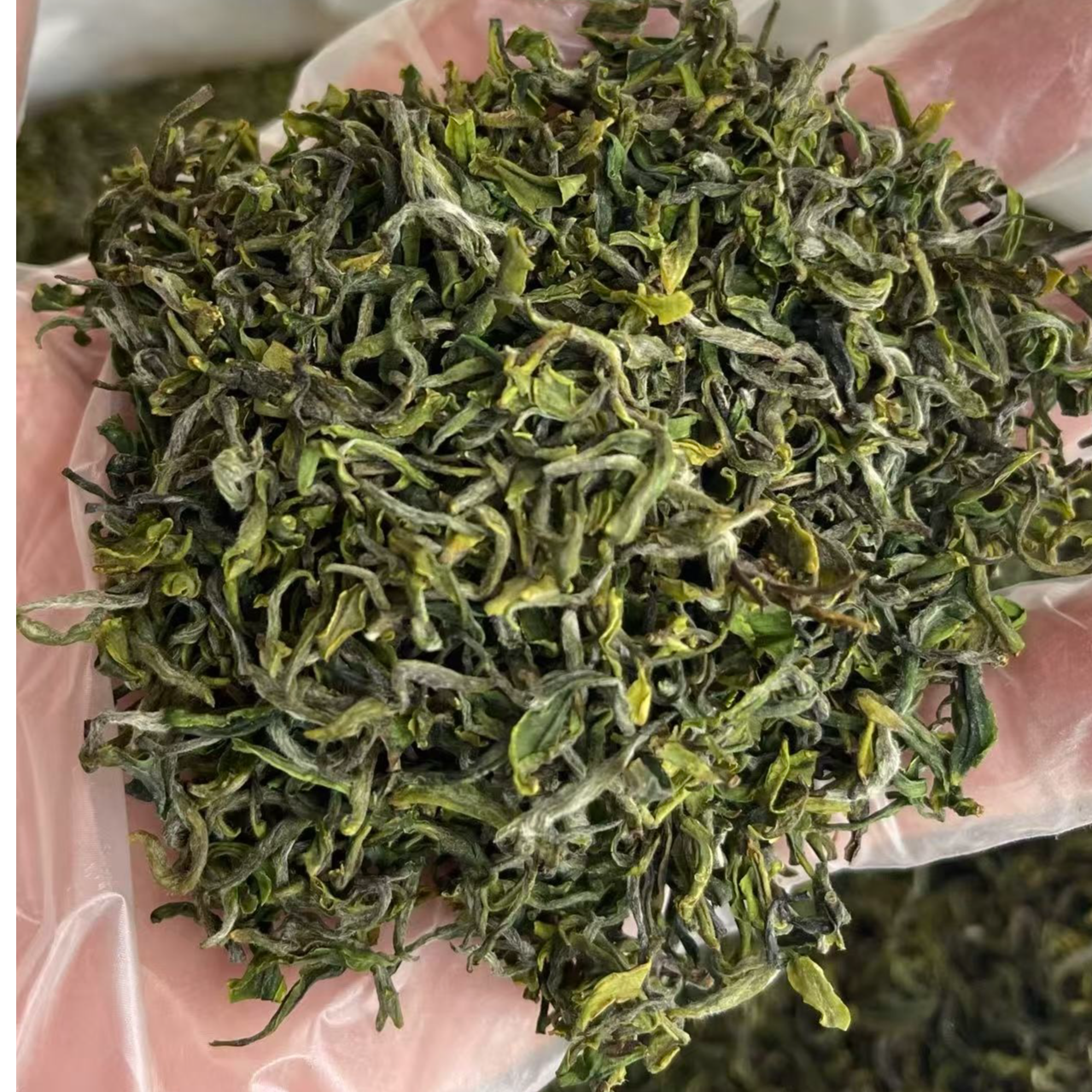 2025新茶日照绿茶露天头采高山手工原产地精选小料豌豆鲜清爽柔和