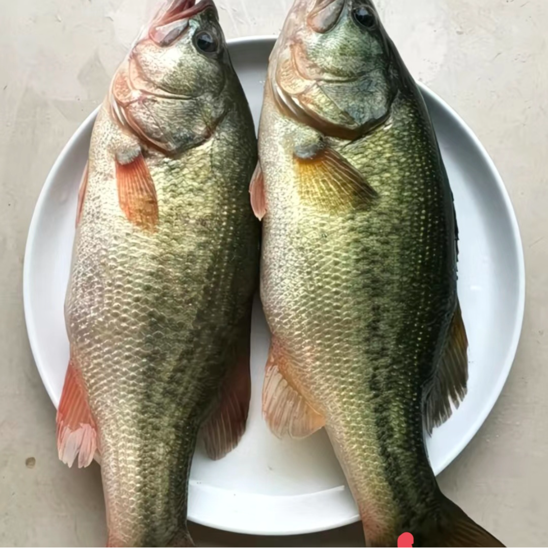 （坛坪村助农直播间）农户堰塘鱼