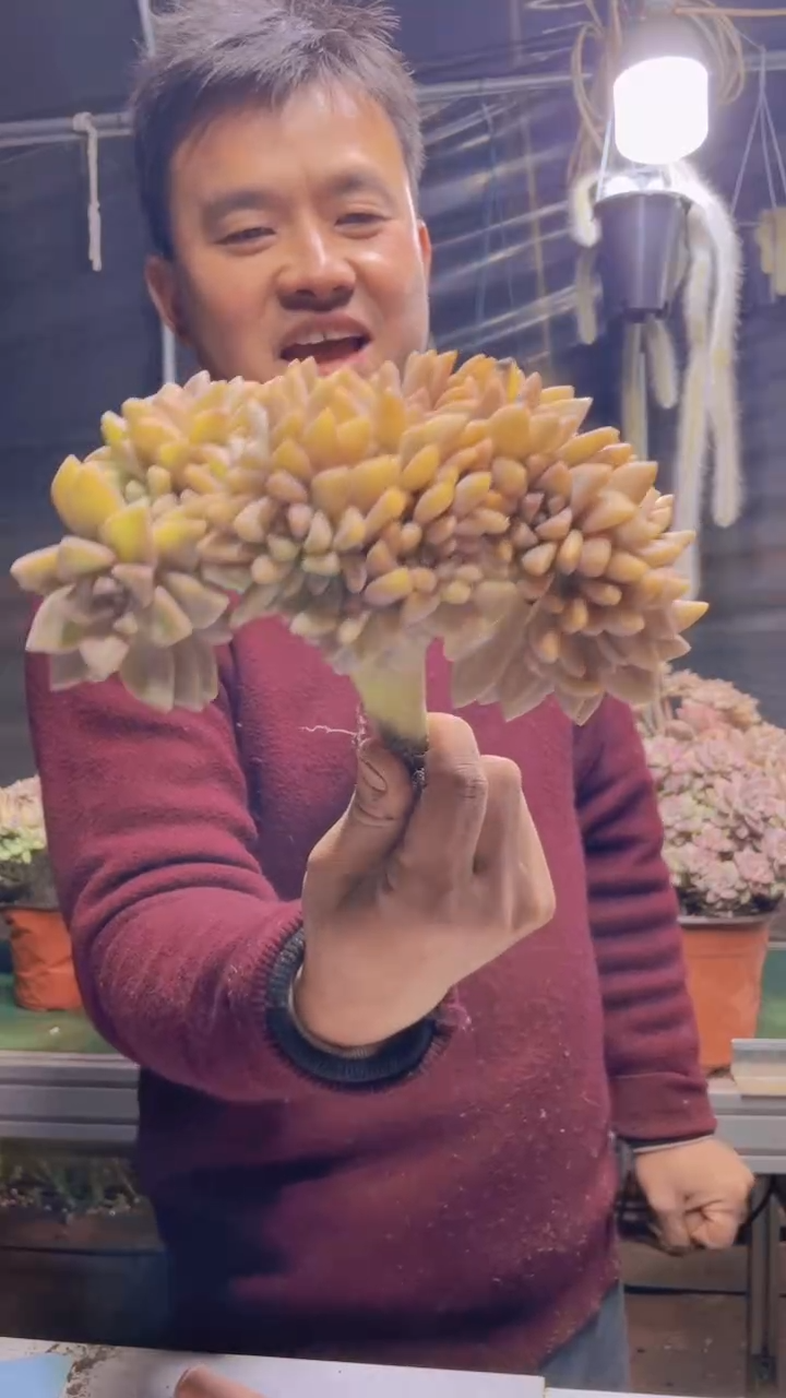 315淡雪缀化一物一拍