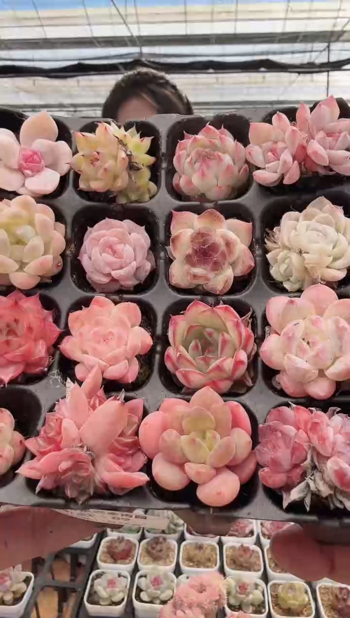 东云多肉园新款-89