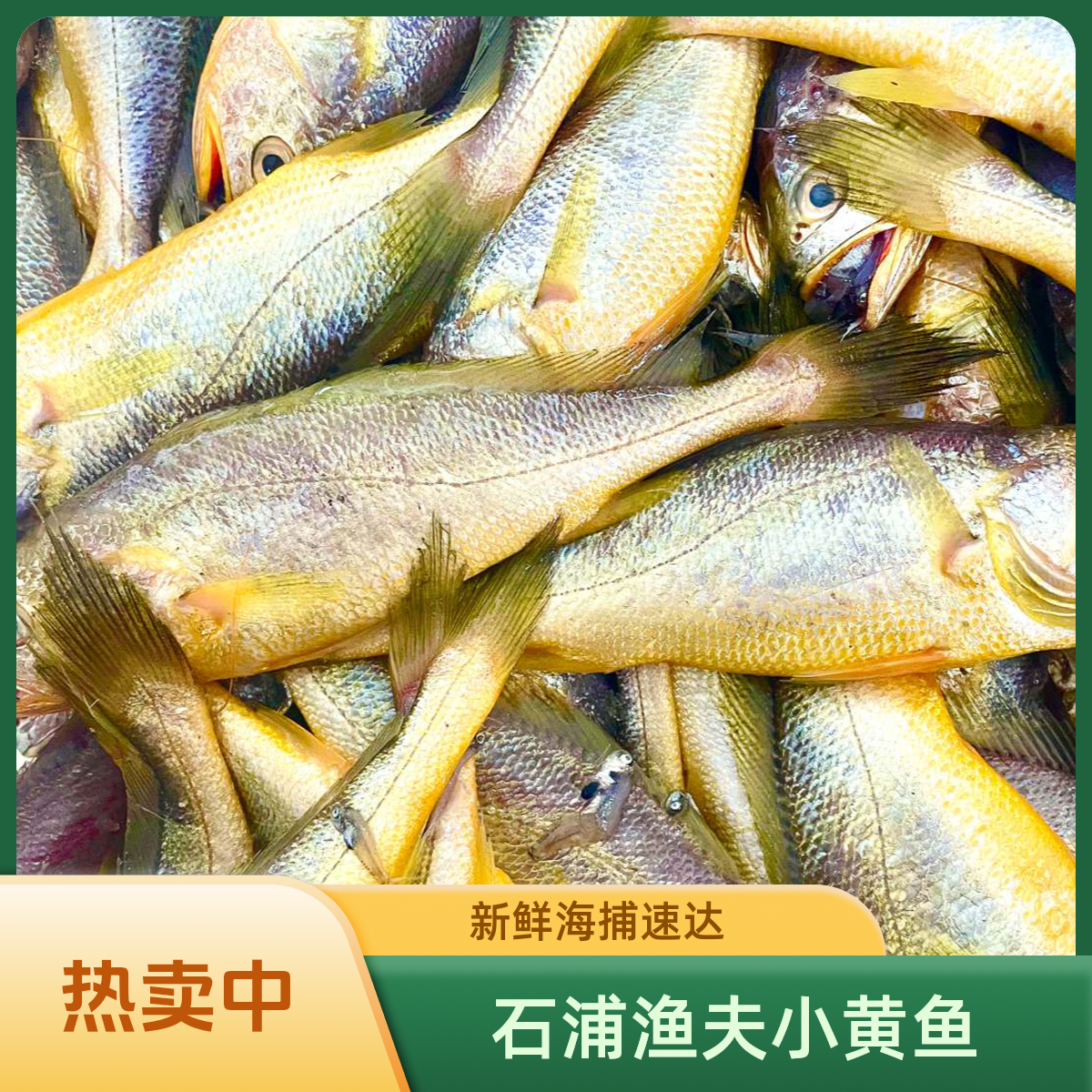 [石浦渔夫]黄鱼海捕码头直发宁波象山石浦顺丰冷链包邮