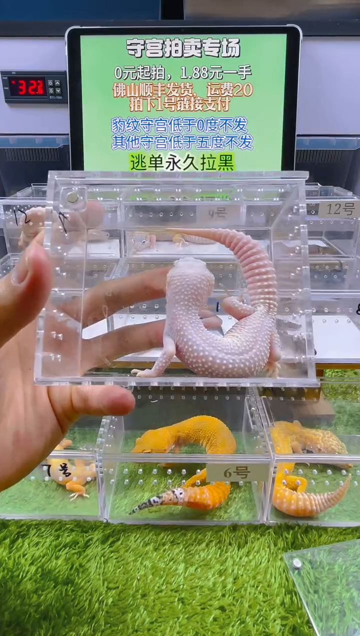 豹纹守宫守宫可爱温顺迷人好看