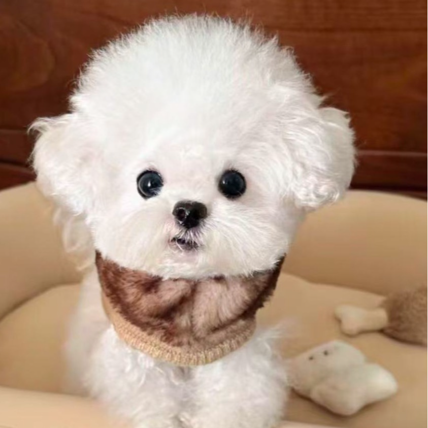 【富贵犬舍(比熊)】宠物活体狗萌宠比熊