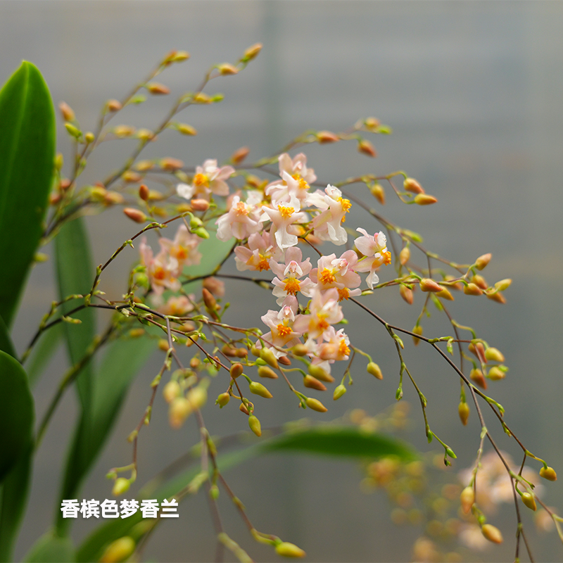 香槟色梦香兰7-9花条花剑长开花浓香室内好养带原盆发货