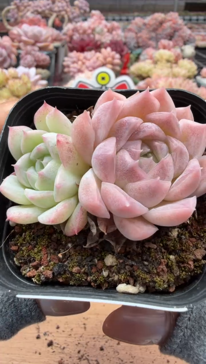 东云多肉园二店-55