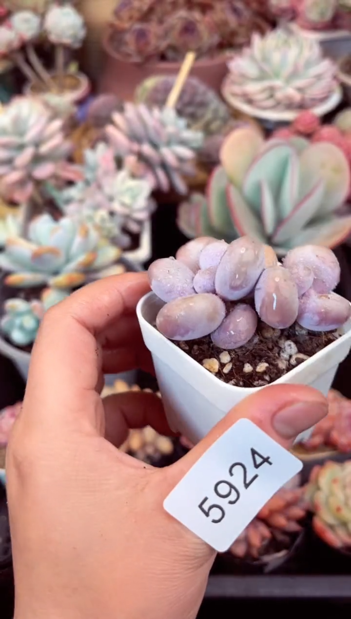 【闪购商品】5924双头奶酪多肉