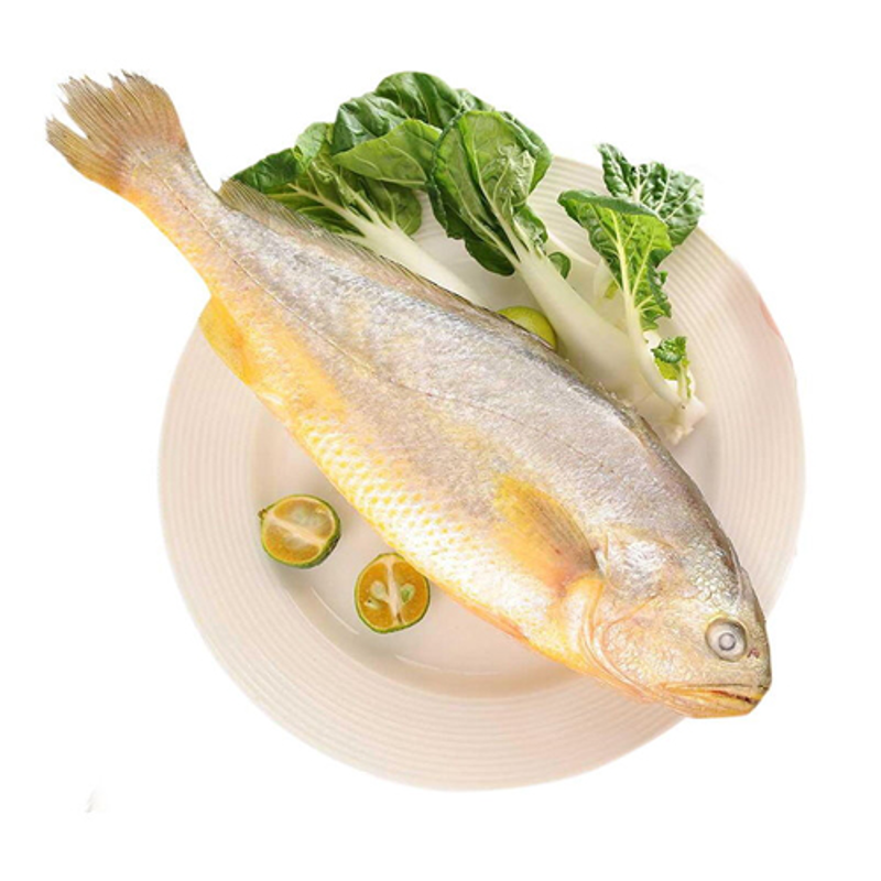 大黄鱼（600G）