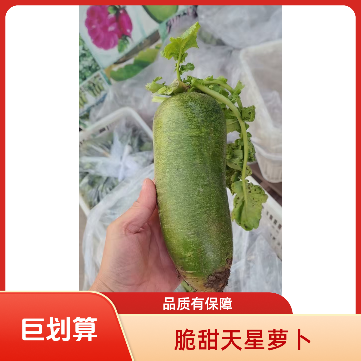福农大师翡翠萝卜，快递原产直发