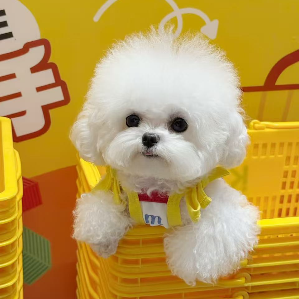 【芸朵宠物】宠物狗狗