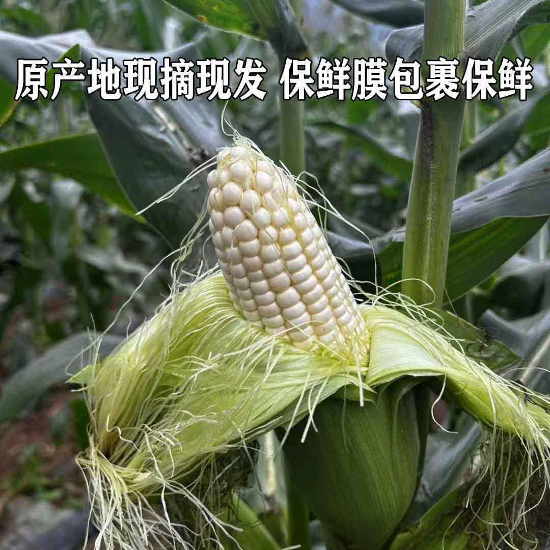 （支书专属）彭水新田当季白糯玉米新鲜玉米新鲜甜糯玉米
