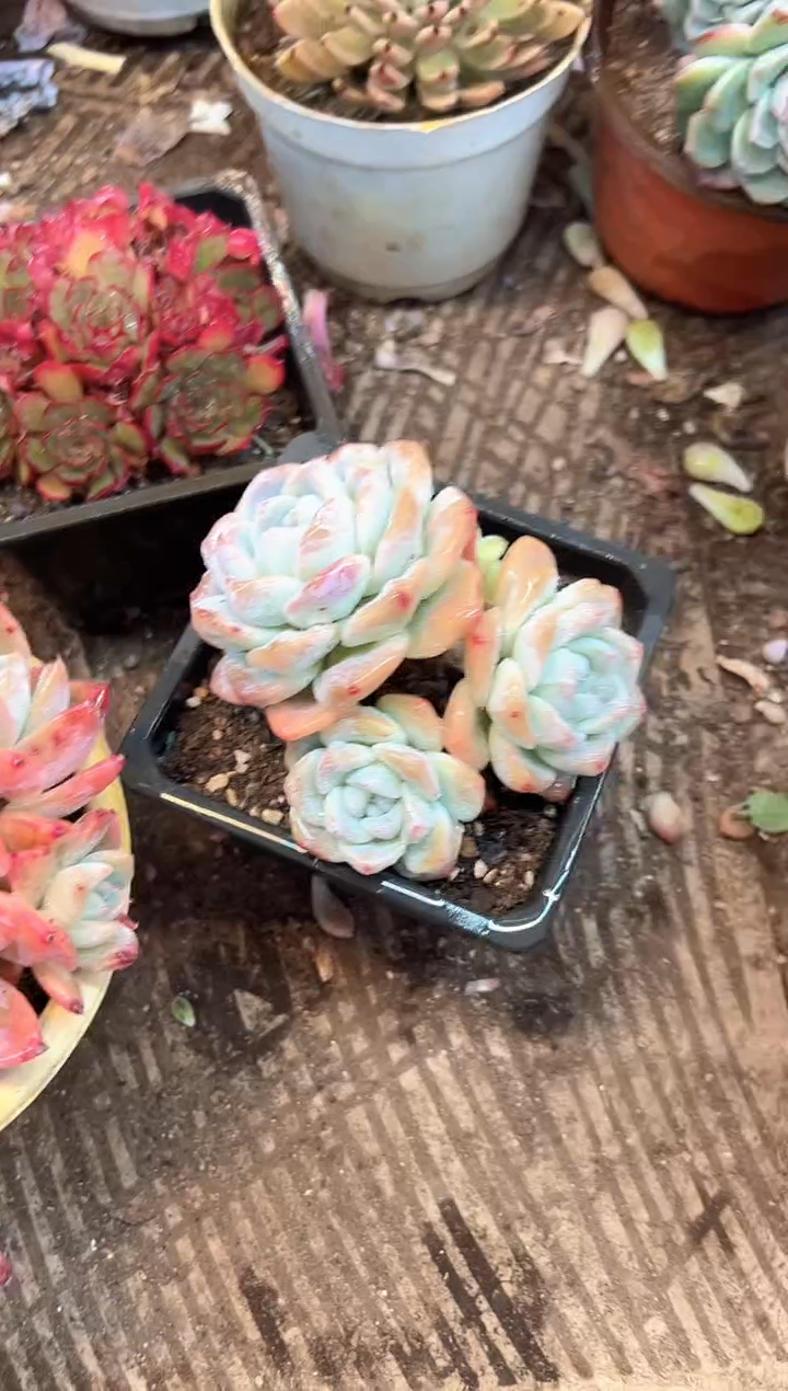 南**弦多肉植物一物一拍29332