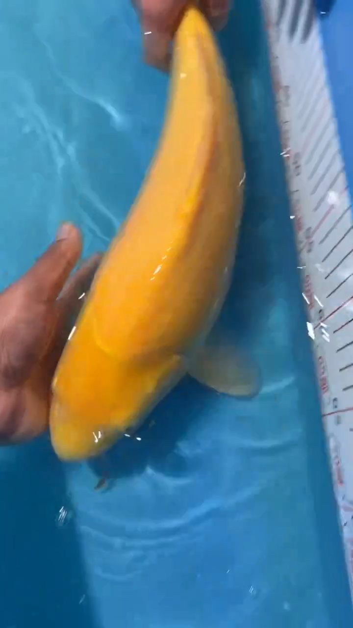 锦鲤太饱进口锦鲤36cm-45cm不包邮到付