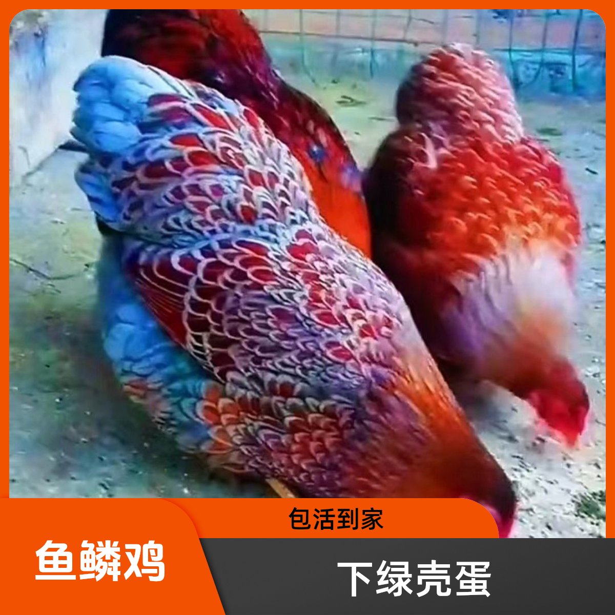 直播专享【鱼鳞鸡】正宗五彩鱼鳞鸡出壳苗下绿壳蛋包活到家买10送1