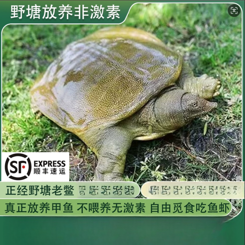 2只装外塘青黄背大甲鱼共5-6斤中华老鳖鲜活食用甲鱼顺丰包邮包活