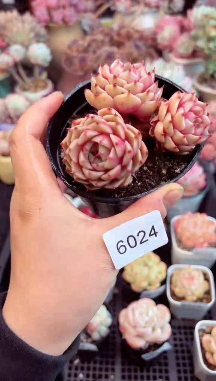 【闪购商品】6024三头苯巴迪斯多肉