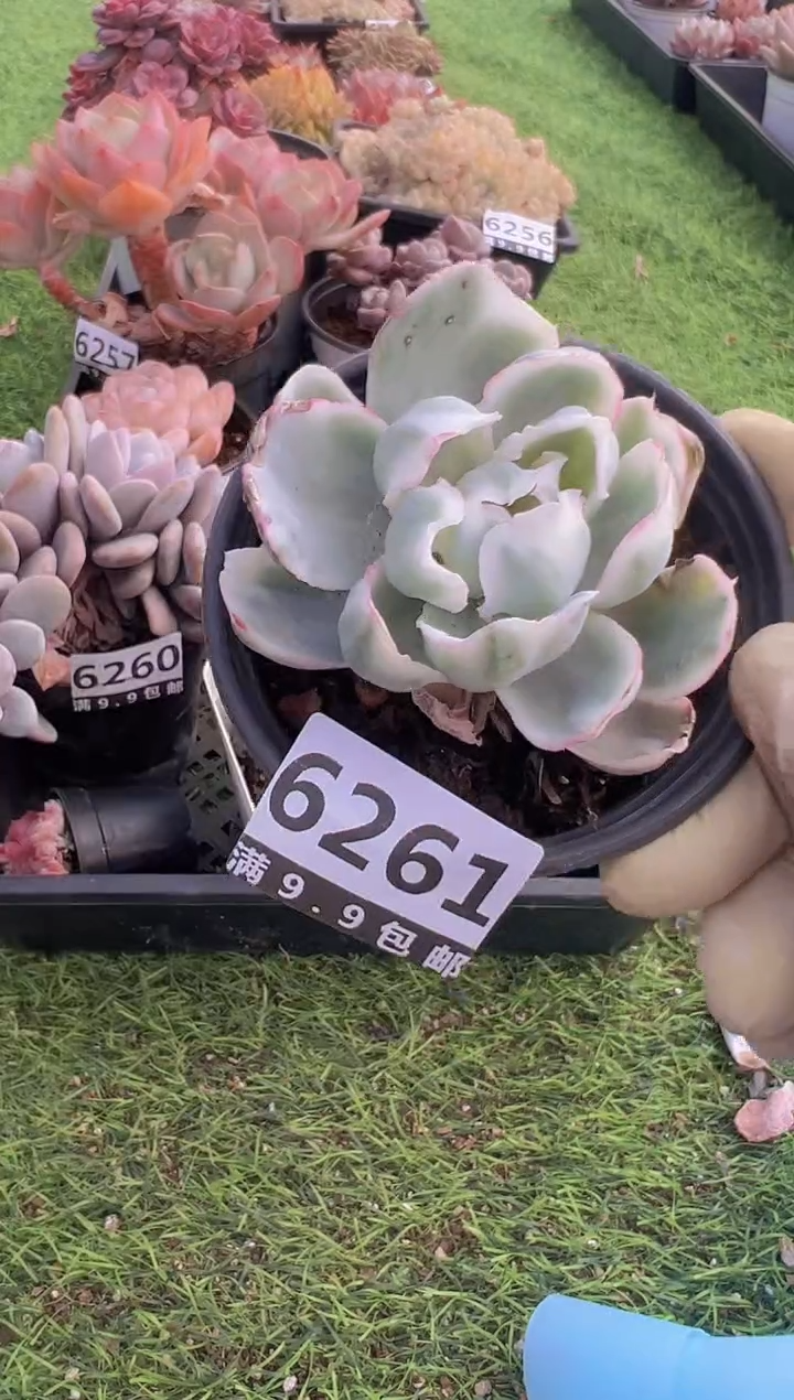 【闪购商品】信福多肉一物一拍