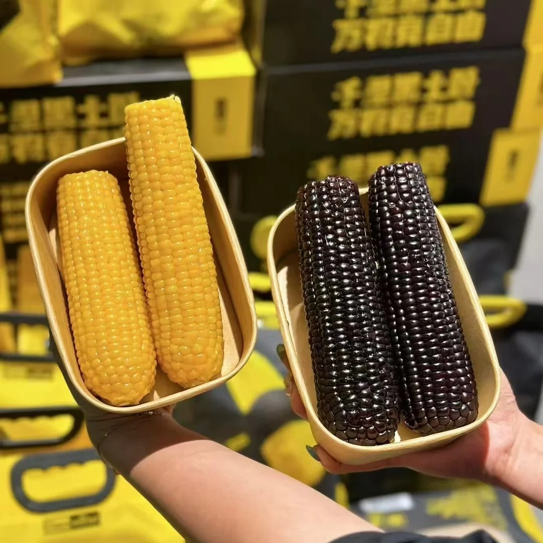 【黑金时刻】糯玉米黄糯玉米黑糯玉米黑龙江省
