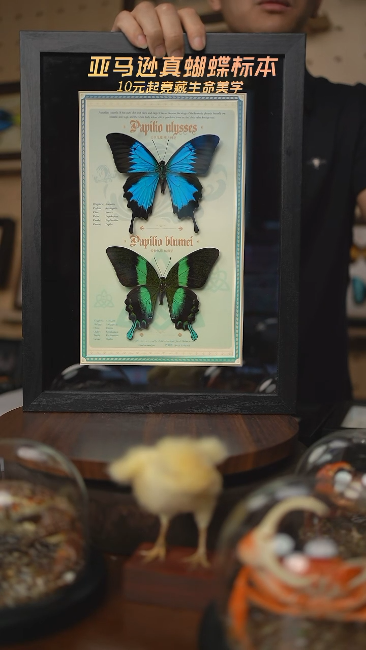 天堂凤蝶+爱神凤蝶设计款13寸黑框