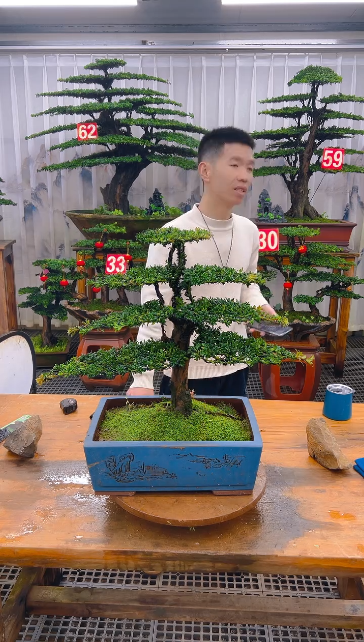 无花朵精品盆景直播间一物一拍