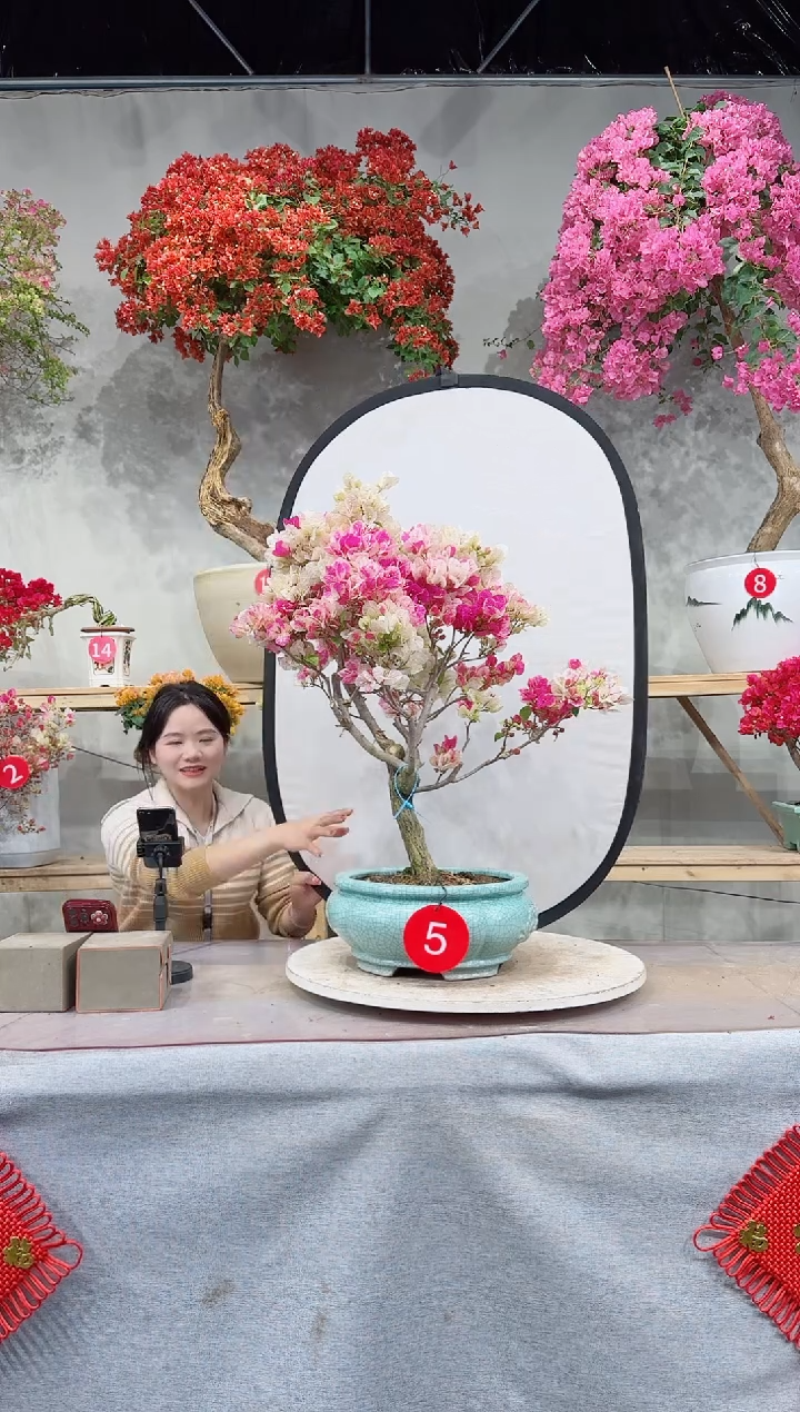 【闪购商品】盆景漳红樱